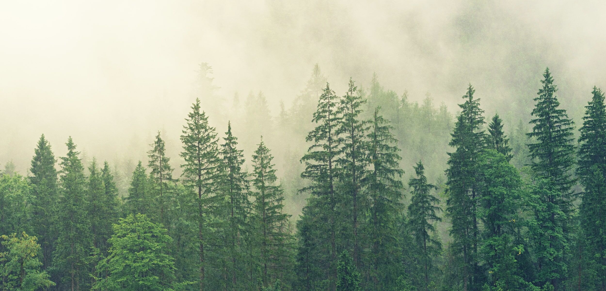 Header be nature | Wald im Nebel