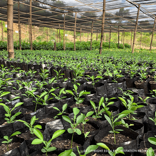 Image Eden Reforestation Projects | gezogene Jungpflanzen